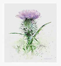 Thistle - version two Photographic Print