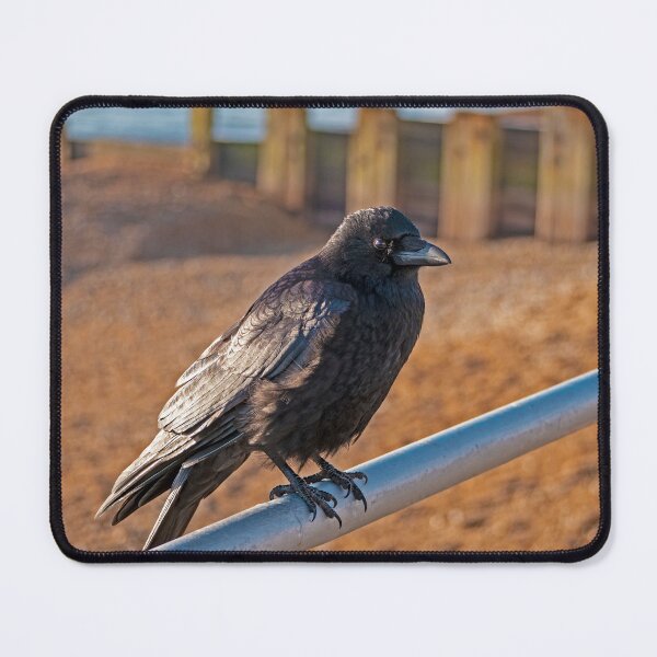 Item preview, A Crow on Bexhill Seafront designed and sold by GingerMan2550.