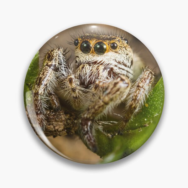 Item preview, Jumping Spider - Salticid designed and sold by AronsTinySafari.