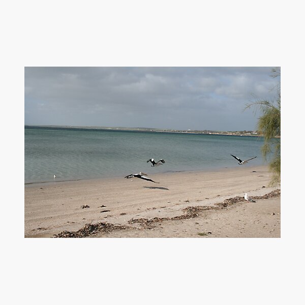 Item preview, Pelicans at Streaky Bay,S.A. designed and sold by elphonline.
