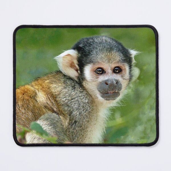Item preview, r3112/  New finition 2021 " la Vallée des Singes 86 "  par Okaio Créations  Olavia - Olao designed and sold by o.okaïo.