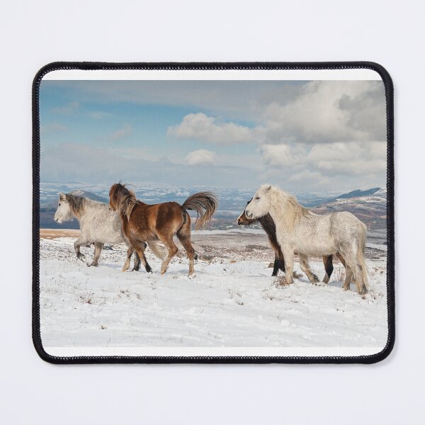 Item preview, Welsh Mountain Ponies designed and sold by Steve Liptrot Photography.