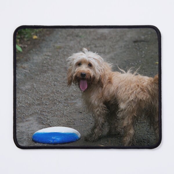 Item preview, Cockapoo Dog Playing With A Frisbee designed and sold by thelemmingface.