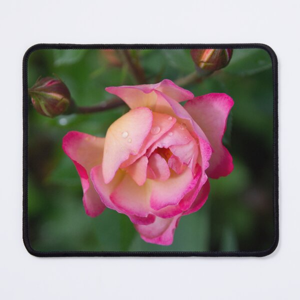 Item preview, Soft Rose designed and sold by CanidaeVulpes.