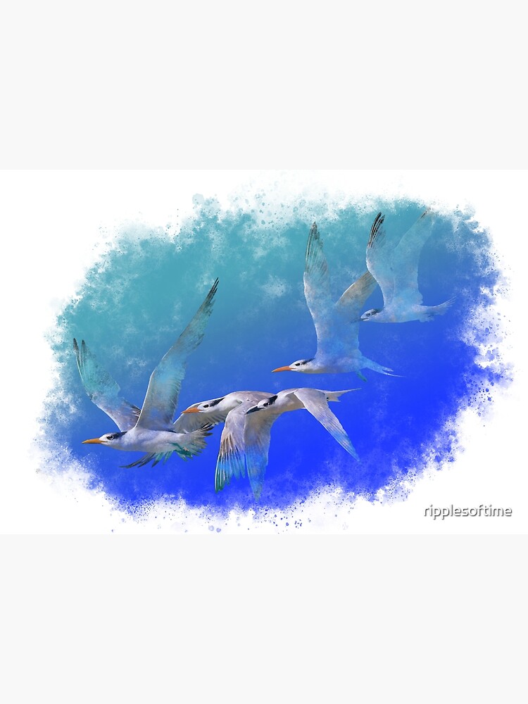 Terns at the beach by ripplesoftime
