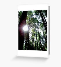 Redwood Sun Streaks Greeting Card