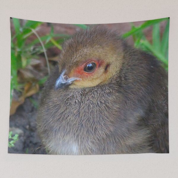 Item preview, The Bush Turkey Chick! designed and sold by Mickangelhere.
