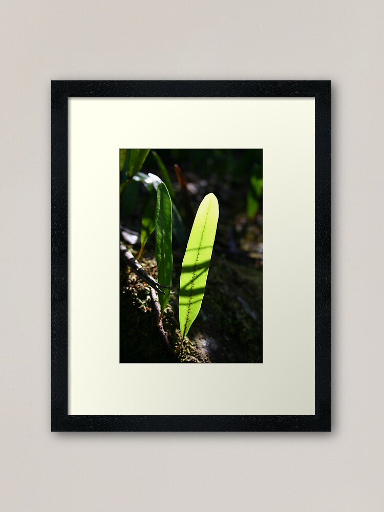 Alternate view of Strap fern Framed Art Print