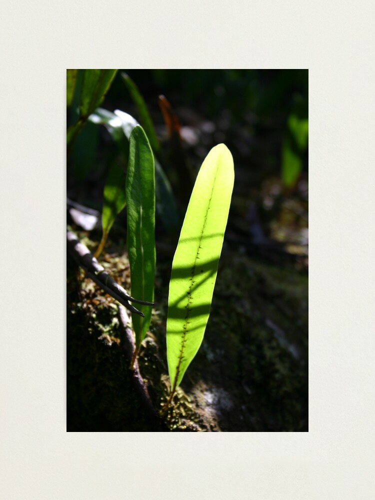 Alternate view of Strap fern Photographic Print