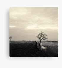 afternoon goats black and white Leinwanddruck