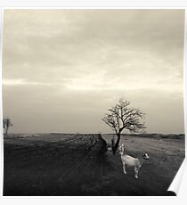 afternoon goats black and white Poster