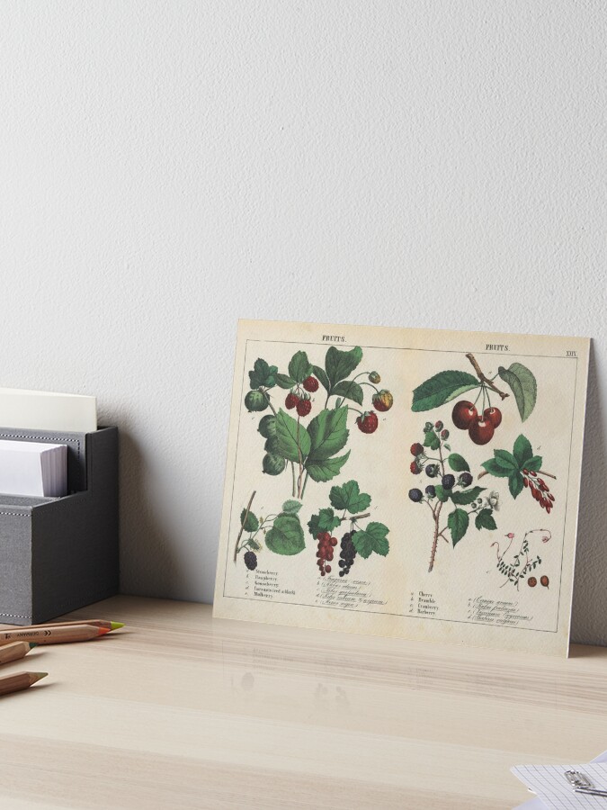 Vintage Red Berry Fruit: Vintage Botanical Fruit Wall Art Prints – Charting  Nature