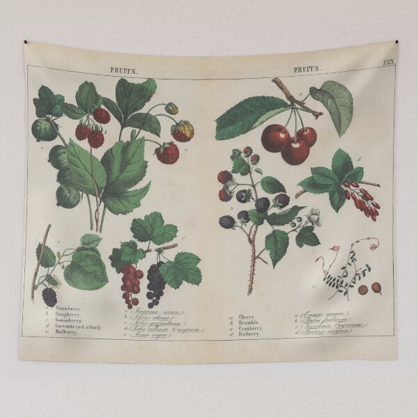 Item preview, Vintage Scientific Drawing of Fruit designed and sold by Cbusch.