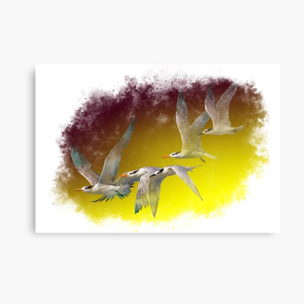 Terns flying together Canvas Print