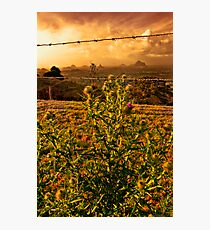 ThistleDoo Photographic Print