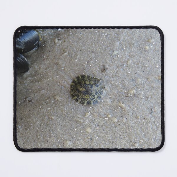 Item preview, Onchidella nigricans sea slug designed and sold by greentiger1.