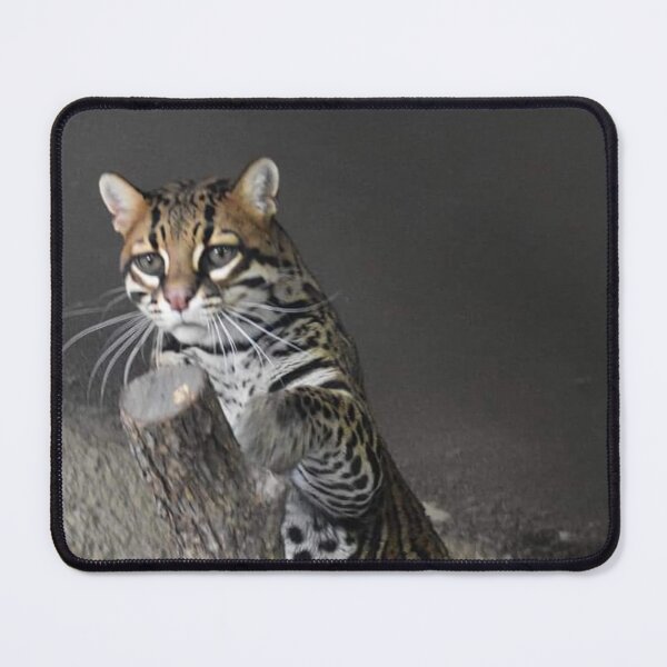 Item preview, Ocelot  designed and sold by Sharon the Zoo Lady Photography .