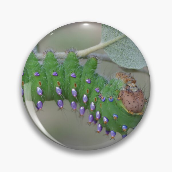 Item preview, Rare Species: Antheraea montezuma caterpillar  designed and sold by Entomologist.