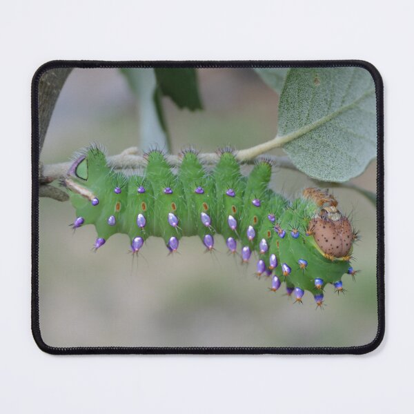 Item preview, Rare Species: Antheraea montezuma caterpillar designed and sold by Entomologist.