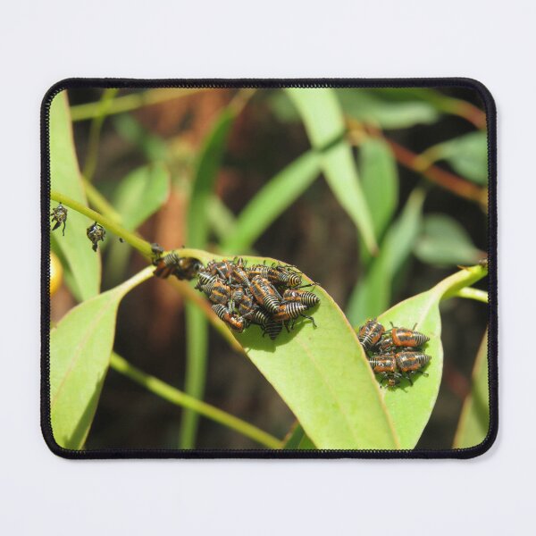 Item preview, Gumtree hopper nymphs designed and sold by greentiger1.
