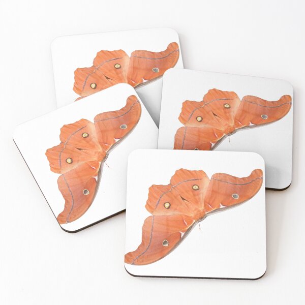 Item preview, Antheraea godmani MALE / Rare moth (Saturniidae) designed and sold by Entomologist.