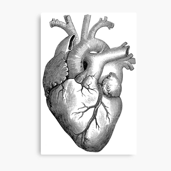 Anatomical Heart Metal Prints for Sale