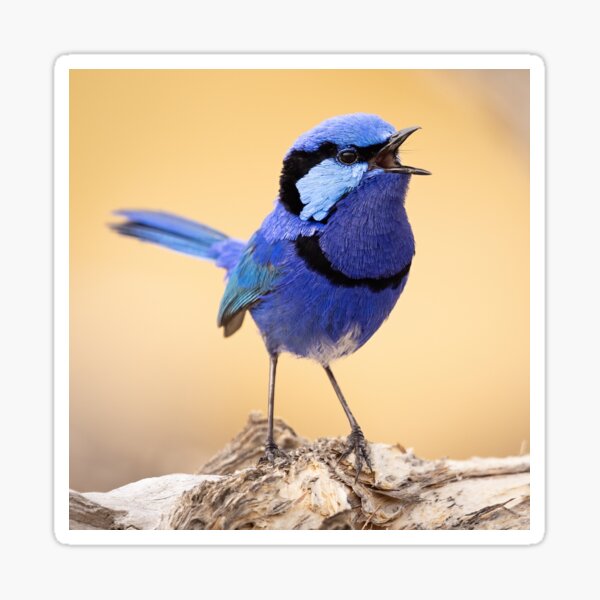 Singing the Blues Sticker