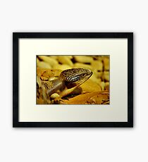 Popping Out Framed Print