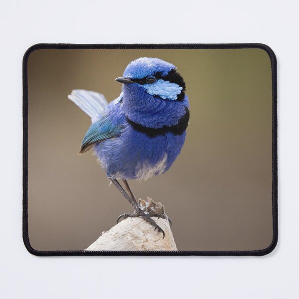 Item preview, Cuteness in Blue designed and sold by Peter Caddy.