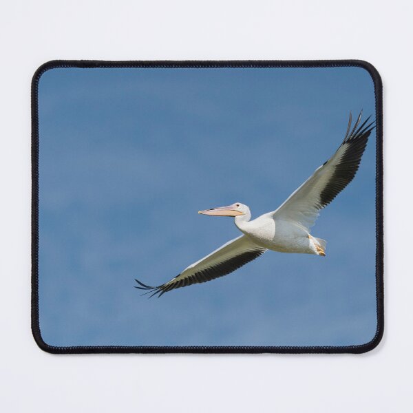 Item preview, Great white pelican in flight designed and sold by Puttaswamy Ravishankar.