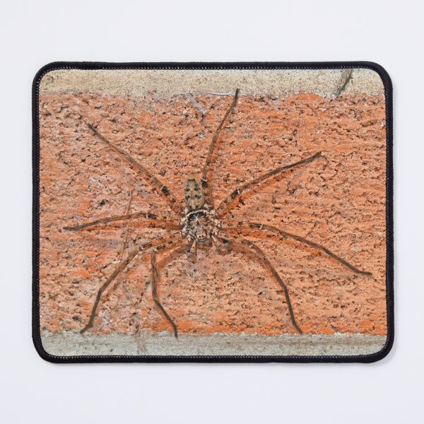 Item preview, Huntsman spider designed and sold by Doug Cliff.