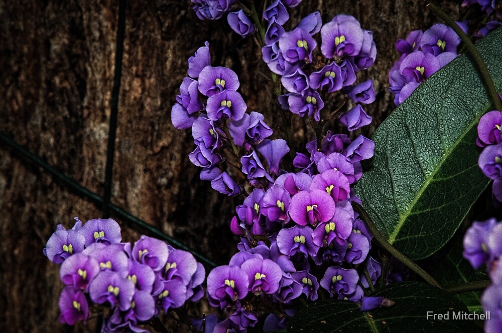 "Small Purple Hardenbergia Flowers Leith Park Victoria 20170823 1077