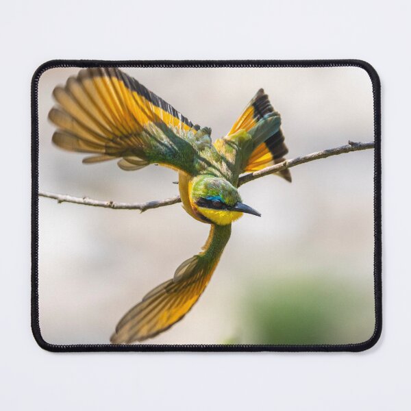 Item preview, Little Bee-Eater in flight designed and sold by Wild Images.