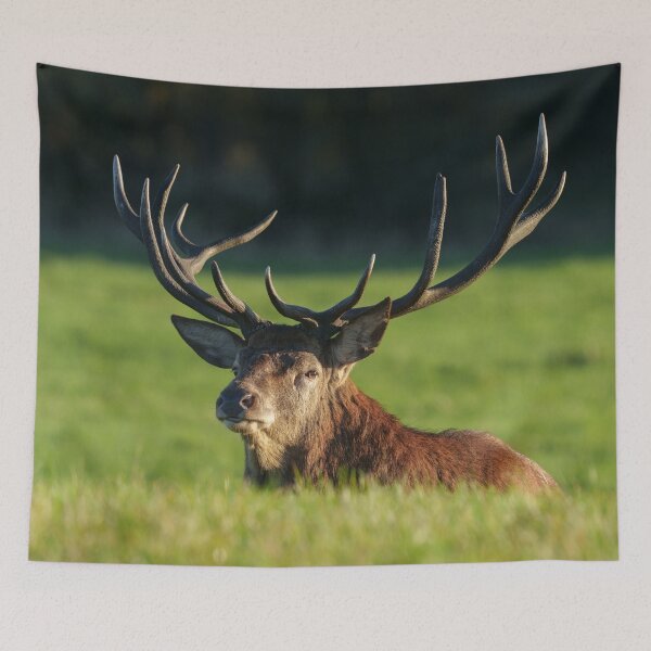 Item preview, Stag Resting In The Green Grass designed and sold by rawshutterbug.
