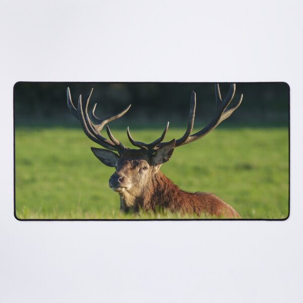 Item preview, Stag Resting In The Green Grass designed and sold by rawshutterbug.