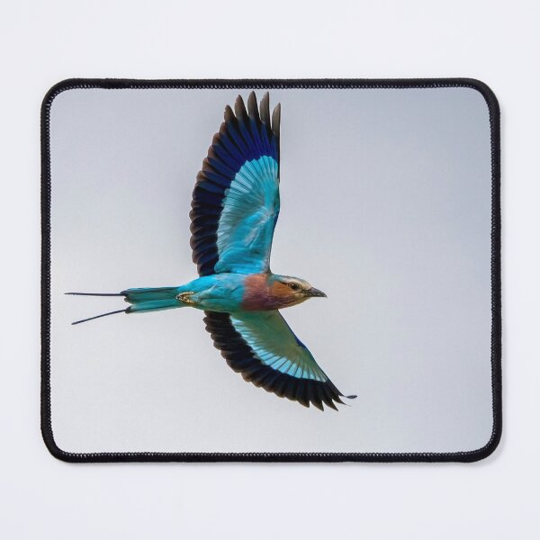 Item preview, Lilac Breasted Roller In Flight designed and sold by Wild Images.