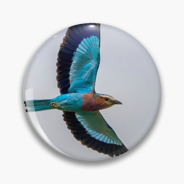 Artikelvorschau, Lila Breasted Roller im Flug entworfen und verkauft von Wild Images.
