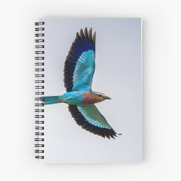 Item preview, Lilac Breasted Roller In Flight designed and sold by Wild Images.