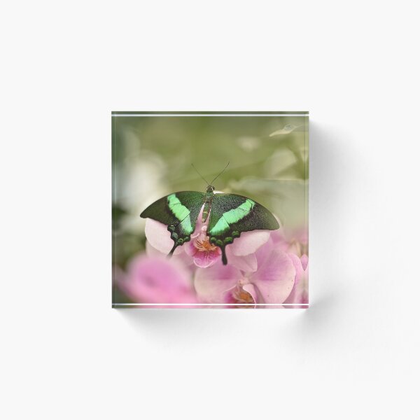 Item preview, Butterfly designed and sold by Jasminka.