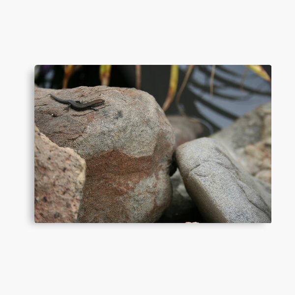 Lizard Metal Print