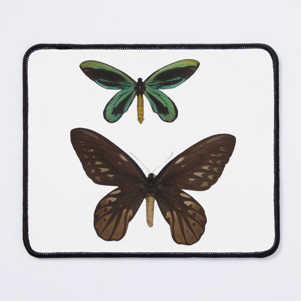 Item preview, Ornithoptera alexandrae / Queen Alexandra's Birdwing designed and sold by Entomologist.