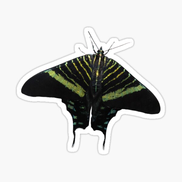 Urania fulgens moth by Bart Coppens Sticker
