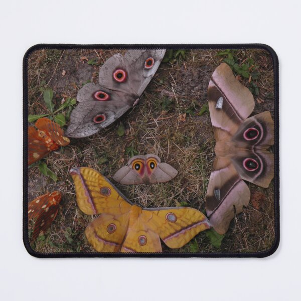 Item preview, Saturniidae by Bart Coppens  designed and sold by Entomologist.