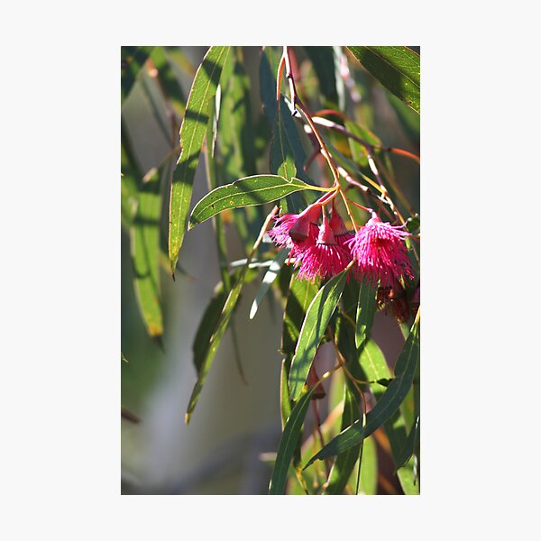 Eucalypt in Flower Photographic Print