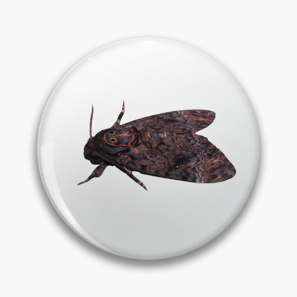 Item preview, Deathshead-hawkmoth / Acherontia lachesis  designed and sold by Entomologist.