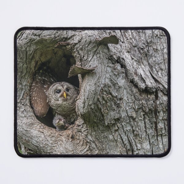 Item preview, Mama owl Getting Ready to Stash Food designed and sold by Puttaswamy Ravishankar.