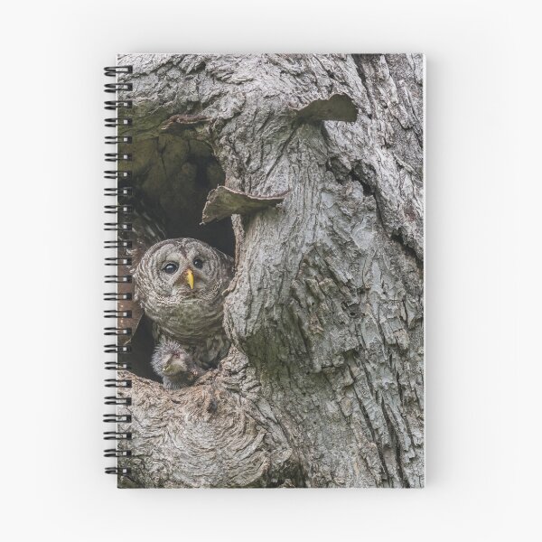 Item preview, Mama owl Getting Ready to Stash Food designed and sold by Puttaswamy Ravishankar.