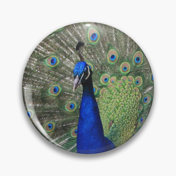 Item preview, Peacock displaying tail designed and sold by HAPhotography.