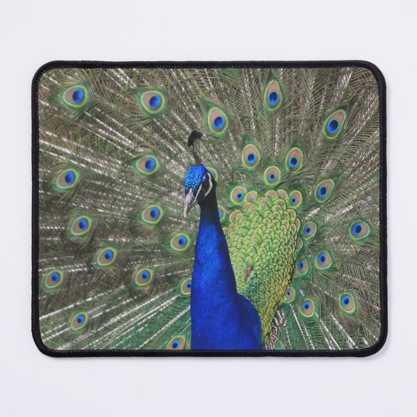 Item preview, Peacock displaying tail designed and sold by HAPhotography.