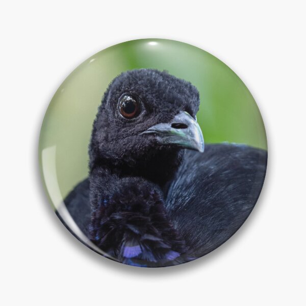 Item preview, Grey-winged trumpeter (Psophia crepitans) designed and sold by LubosChlubny.